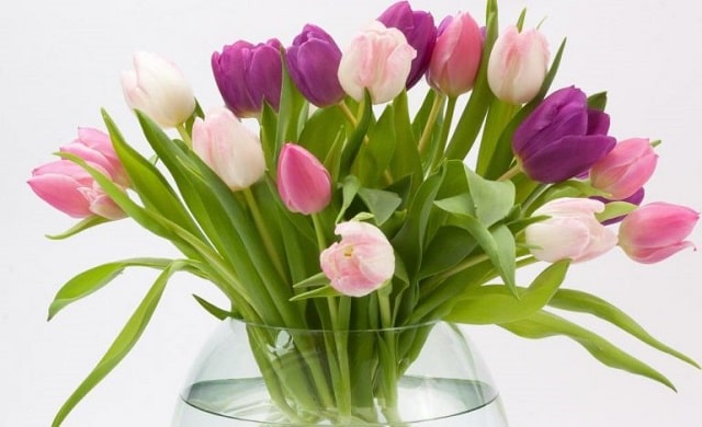 Букет тюльпанів: як довше зберегти та доглядати - фото2
