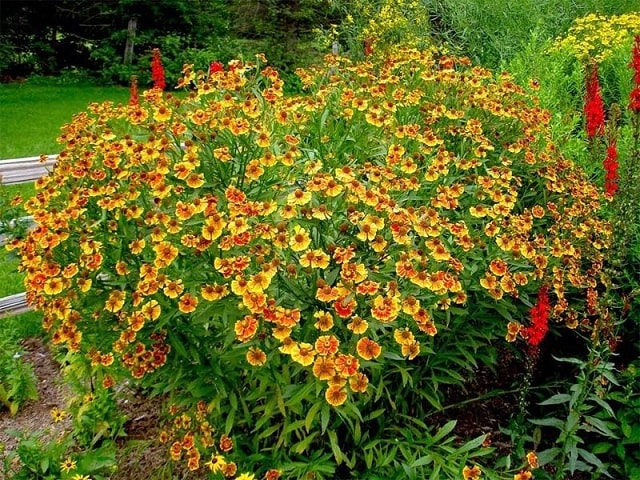 Гелениум многолетний: посадка и уход в открытом грунте - фото1