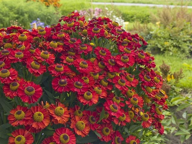 Гелениум многолетний: посадка и уход в открытом грунте - фото4