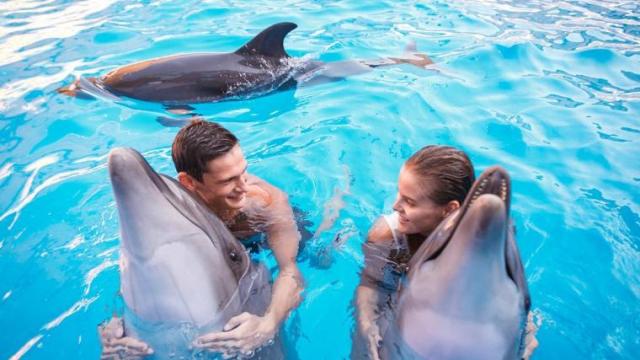 Активный отдых всей семьей в SPA-отеле «Немо» с дельфинами - фото1