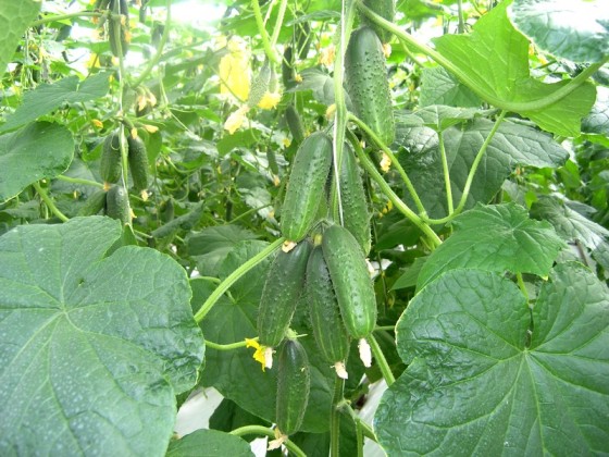 Огурец Герман f1: описание, отзывы, посадка и уход - фото1