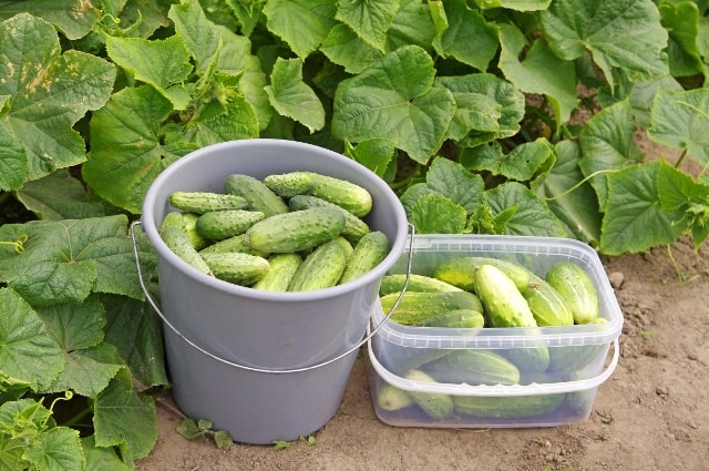 Семена огурцов: самые урожайные сорта на 2017 год - фото1 Семена огурцов: самые урожайные сорта на 2017 год - фото1