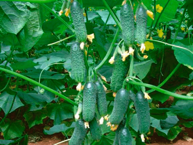 Семена огурцов: самые урожайные сорта на 2017 год - фото2 Семена огурцов: самые урожайные сорта на 2017 год - фото2