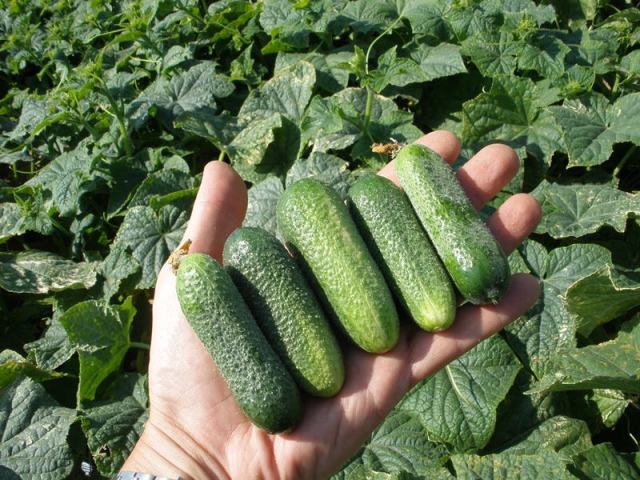 Семена огурцов: самые урожайные сорта на 2017 год - фото3 Семена огурцов: самые урожайные сорта на 2017 год - фото3