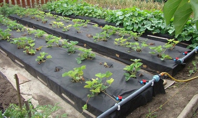 Автоматический полив: что это такое и как работает - фото2