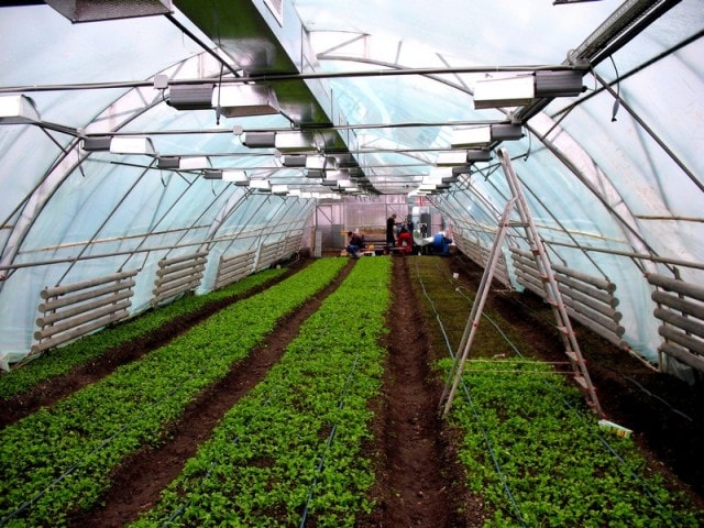 Как работает капельный полив в теплице - фото3