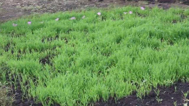 Удобрения для картофеля осенью после уборки - фото4