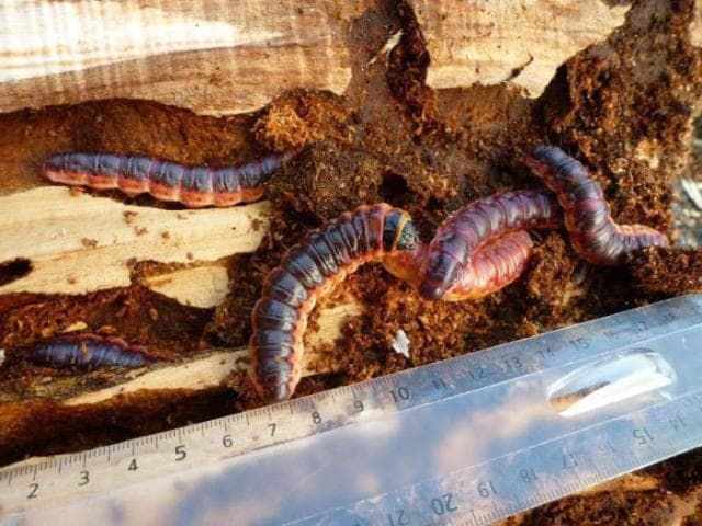 Шашель - фото2