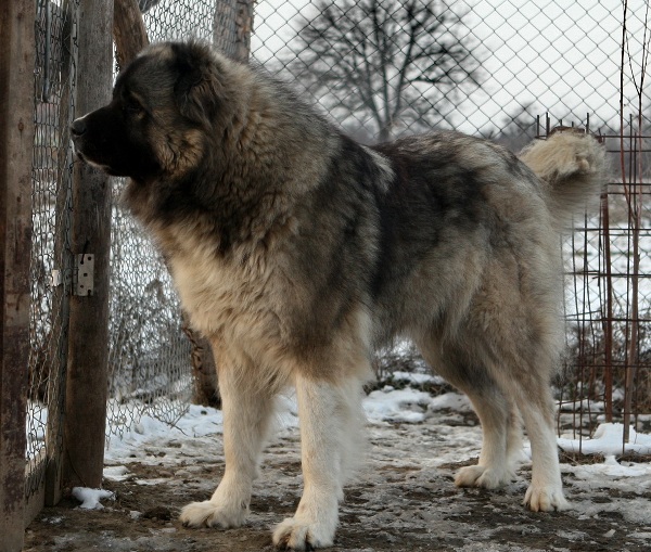 Фото 2. Кавказская овчарка взрослая