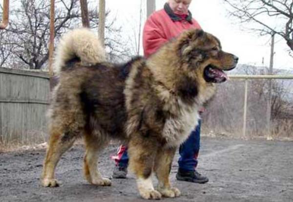 Фото 4. Кавказская овчарка взрослая