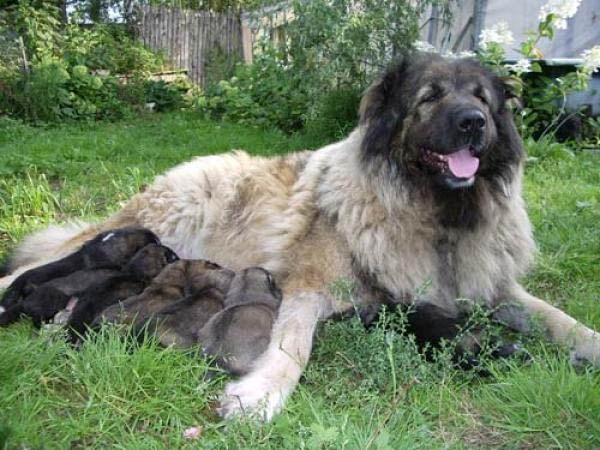 Фото 5. Кавказская овчарка взрослая
