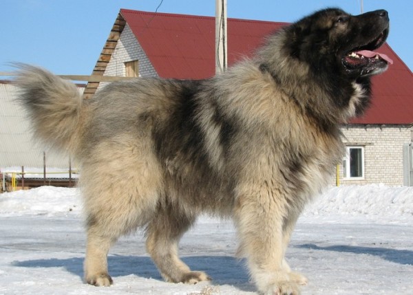 Фото 6. Кавказская овчарка взрослая