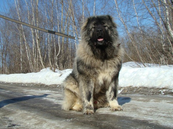 Фото 7. Кавказская овчарка взрослая