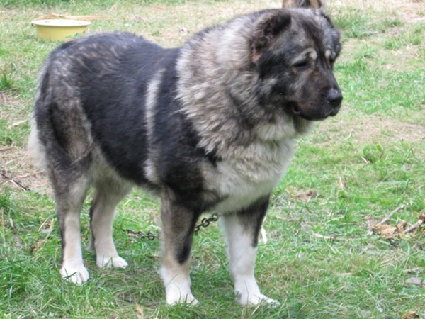 Фото 8. Кавказская овчарка взрослая