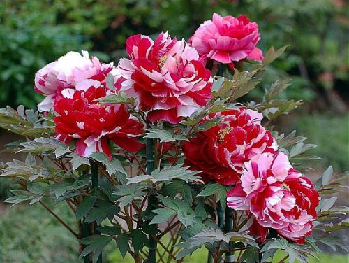 Пионы - пересадка весной и уход - фото 5