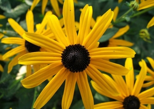 Какие цветы посадить на клумбе, чтобы цвели все лето - фото 1 Какие цветы посадить на клумбе, чтобы цвели все лето - фото 1