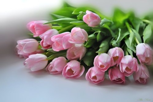 Почему тюльпаны не цветут весной? - фото 3